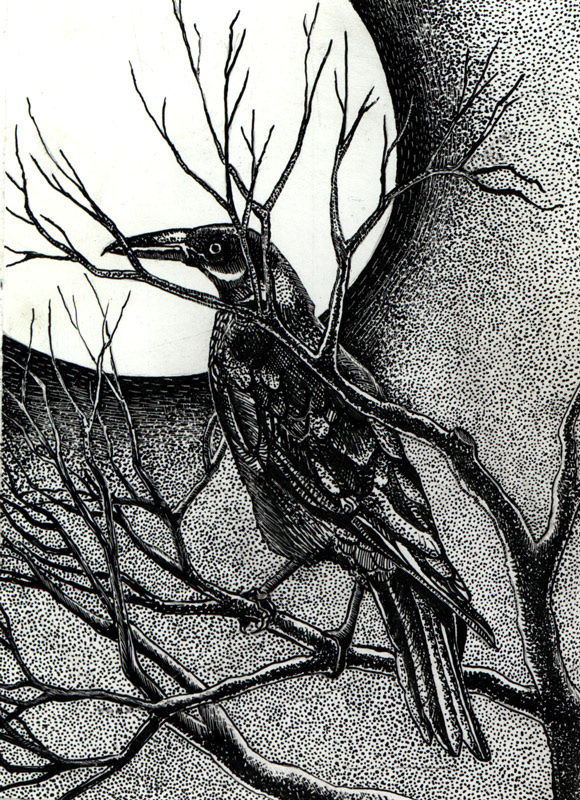 Crow - scratchboard